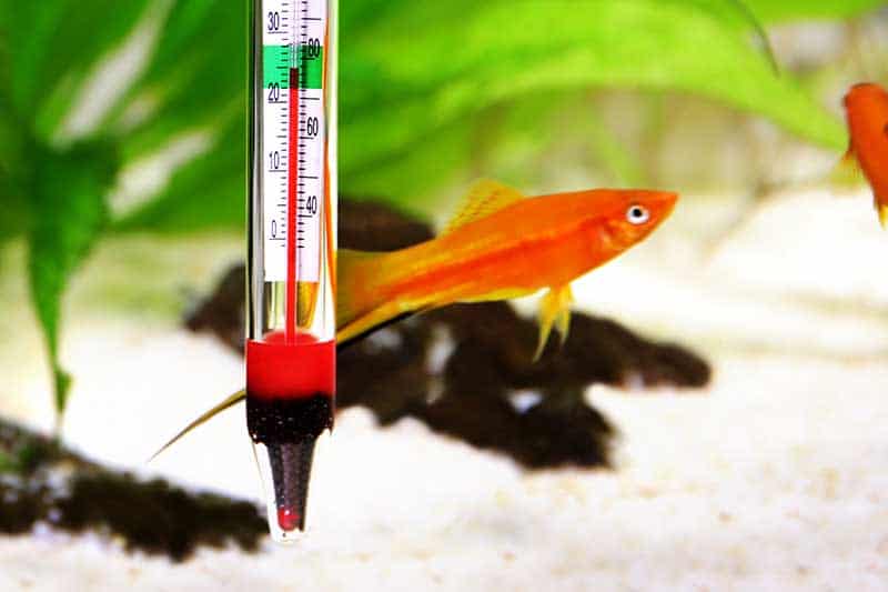 Fish tank water temperature