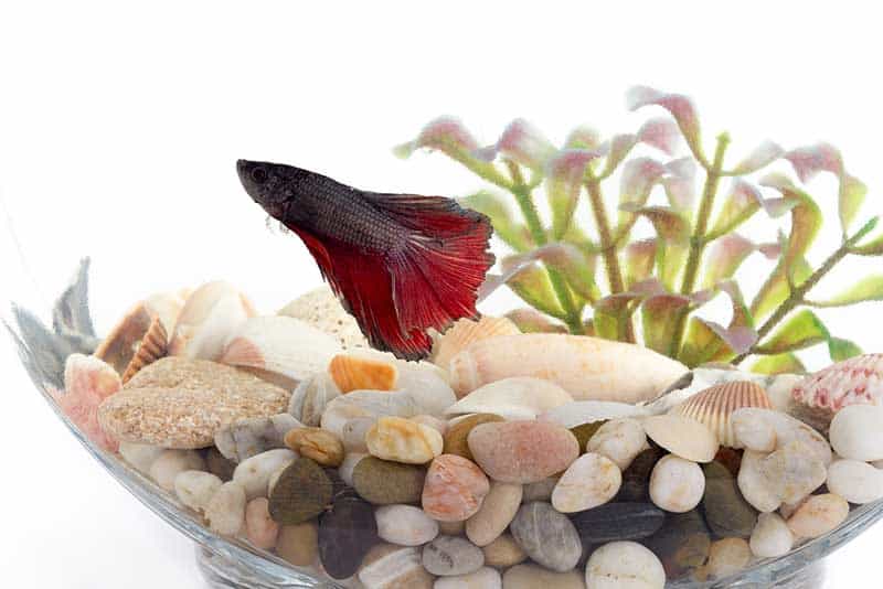 How Long Do Betta Fish Sleep