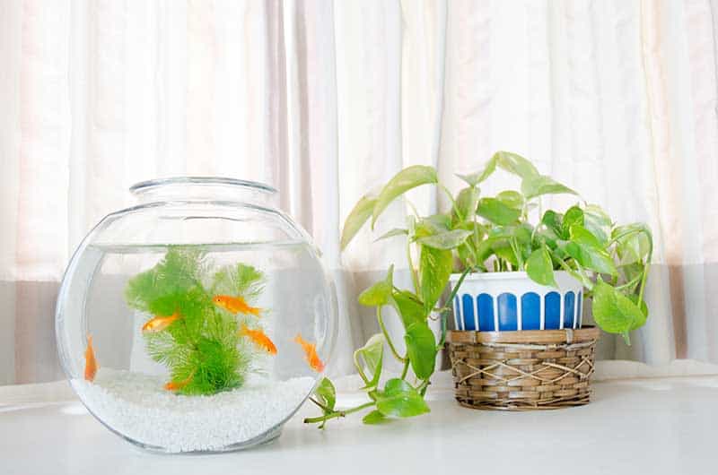 How to heat a fish tank naturally