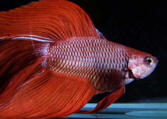 Betta Swim Bladder From Constipation