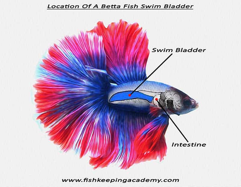 Swim bladder location. Swim bladder disease can cause bloating in betta fish.