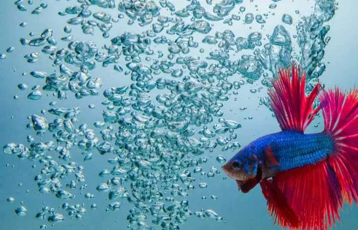 Do Betta Fish Need An Air Pump To Oxygenate Their Tank