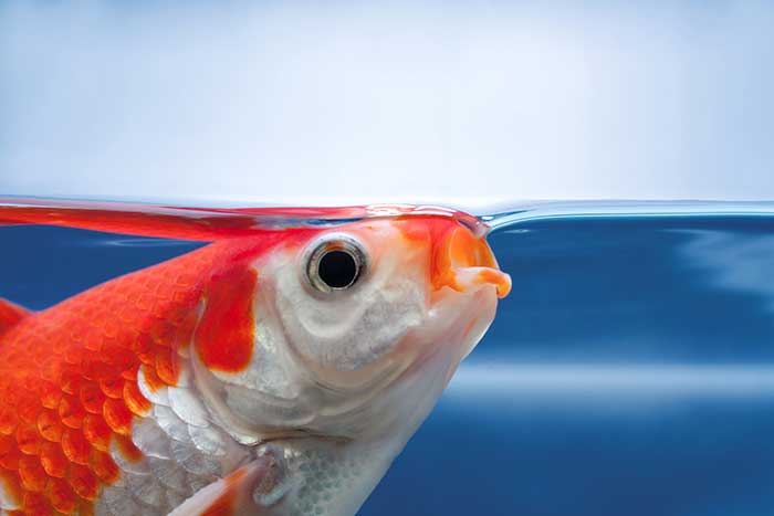 Why Are My Fish Swimming At The Top Of The Tank (Top Causes) 5 Fish Gasping For Air