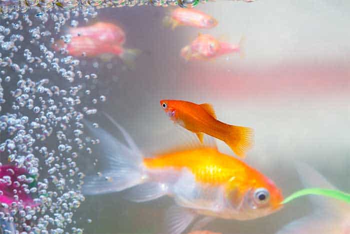 Signs Of Too Much Oxygen In A Fish Tank