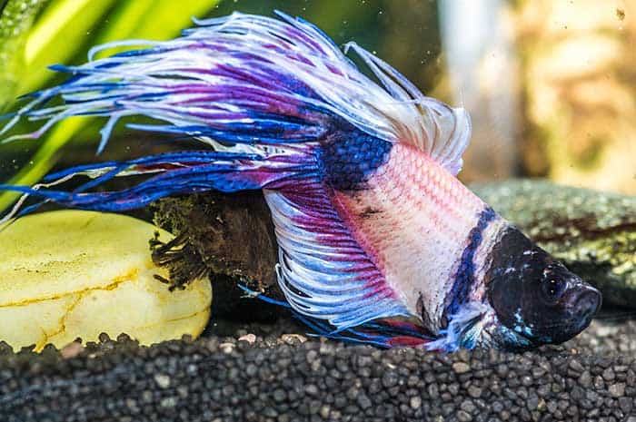 Swim Bladder Disease In Bettas