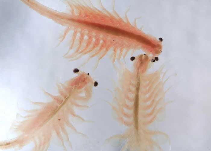 Close up image of baby brine shrimp which provide a varied diet to avoid betta bloat.