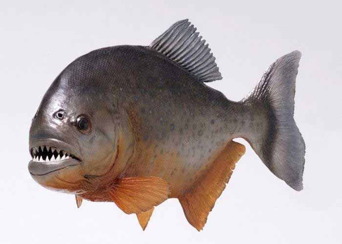 What Other Fish Have Teeth