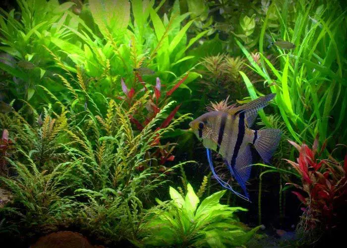 Angelfish Prefer Densely Planted Tanks