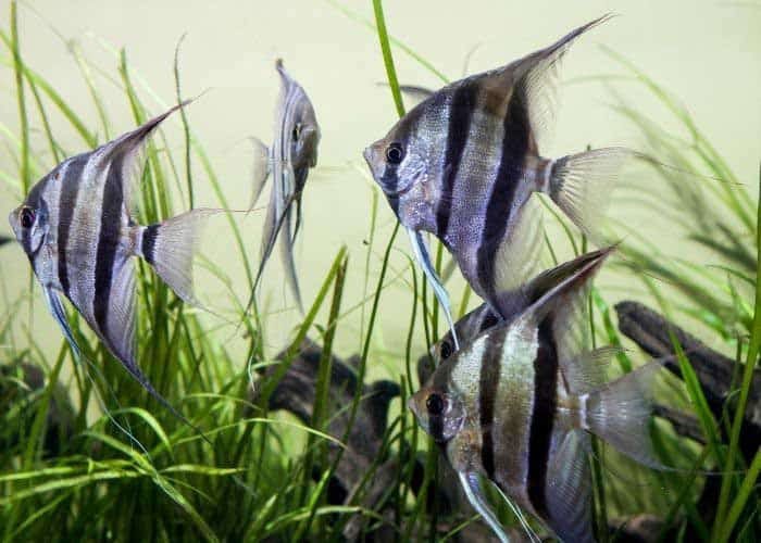 A group of angelfish and tankmates.