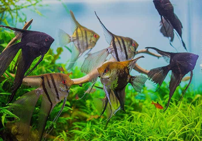 Large angelfish tank to reduce aggression.