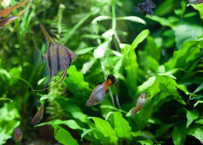 Are Angelfish Aggressive (A guide to their temperament)