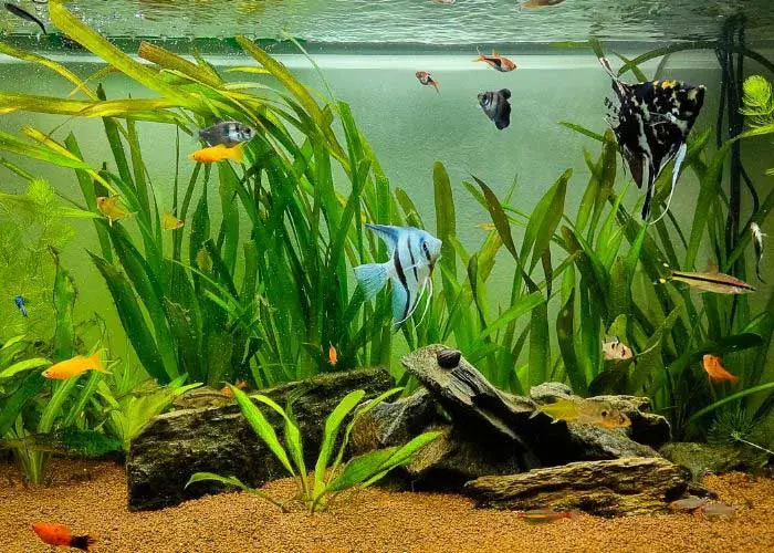 Can Angelfish Live With Other Fish