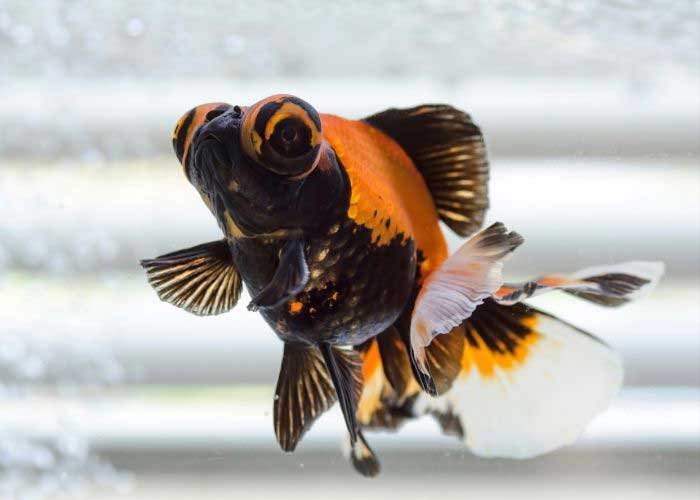Water Temperature For Goldfish (Aquarium and Ponds) 5 Can Goldfish Live In A Pond