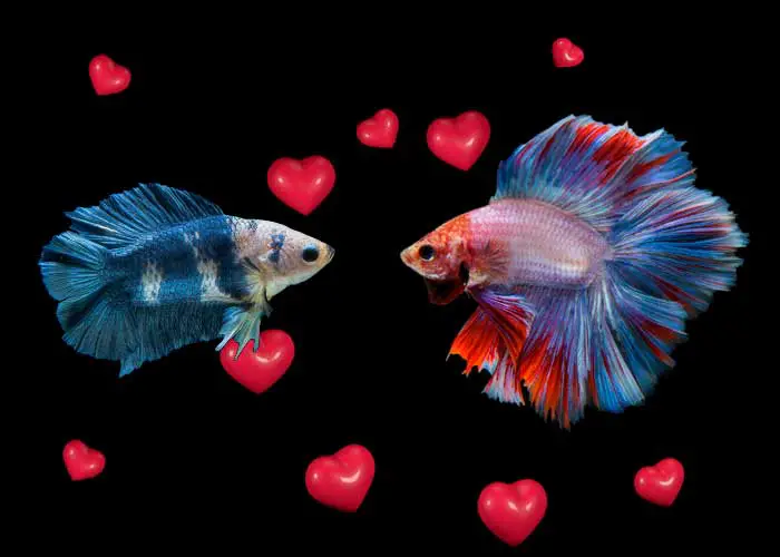 Can Male And Female Betta Fish Live Together (Tips for success!)