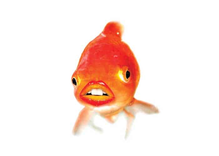 Do Goldfish Have Teeth (And do they bite?)