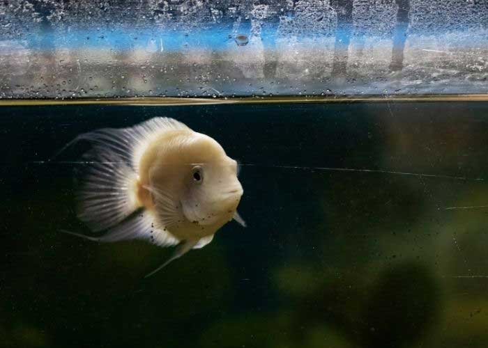 Erratic Swimming From Poor Water Quality