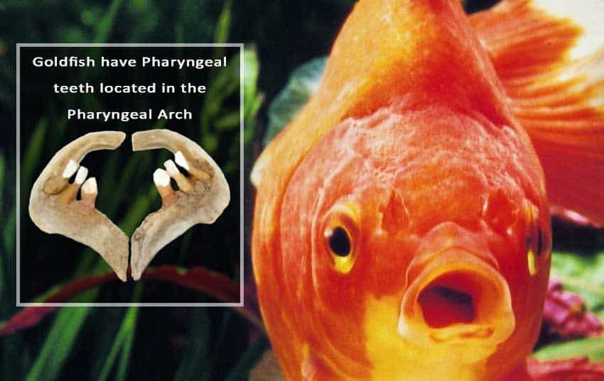 Goldfish Teeth - Pharyngeal Teeth