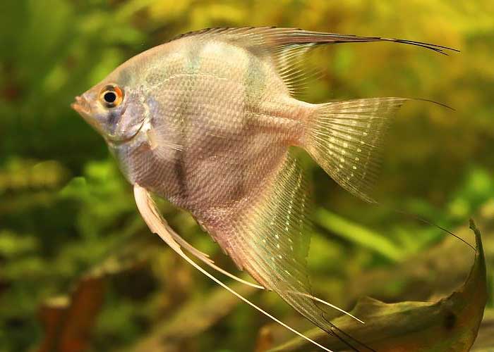 How Long Do Angelfish Live