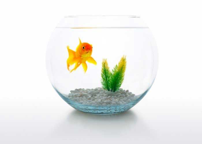 How Long Do Goldfish Live In A Bowl