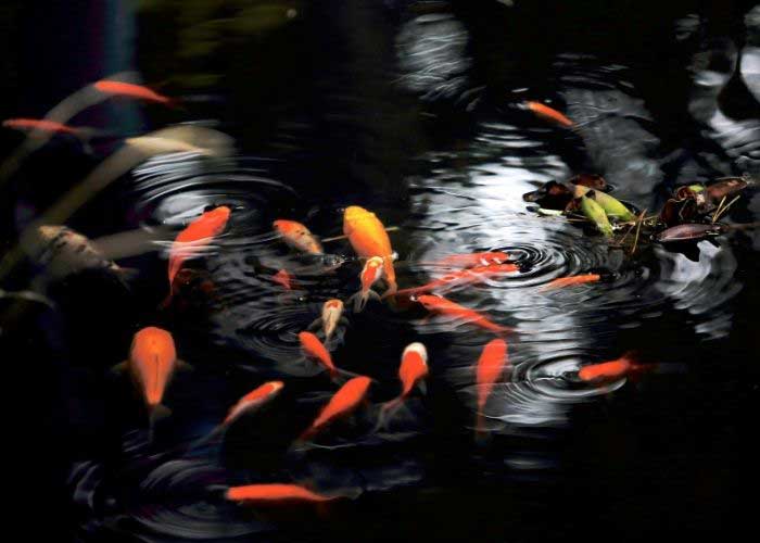 How Long Do Goldfish Live (Tank, Bowl & Pond Comparison) 6 How Long Do Goldfish Live In A Pond