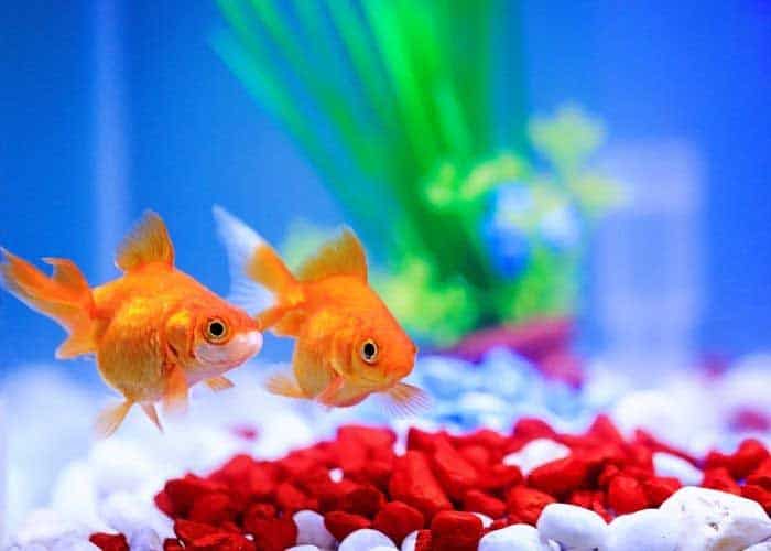 How Long Do Goldfish Live In A Tank