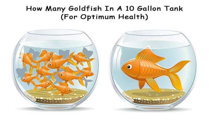 How Many Goldfish In A 10 Gallon Tank (For optimum health)