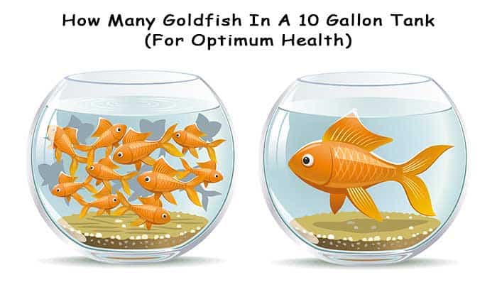 how-many-goldfish-in-a-10-gallon-tank-for-optimum-health