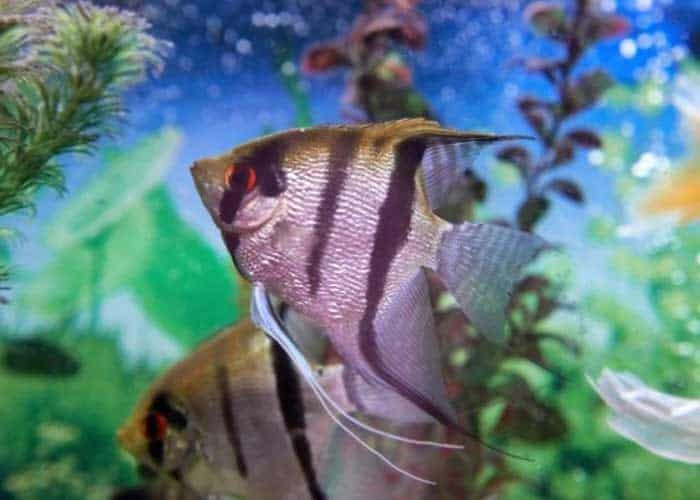 How To Feed Angelfish