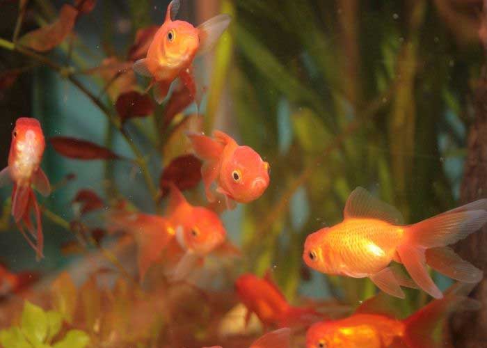 How Long Do Goldfish Live (Tank, Bowl & Pond Comparison) 7 How To Make Goldfish Live Longer