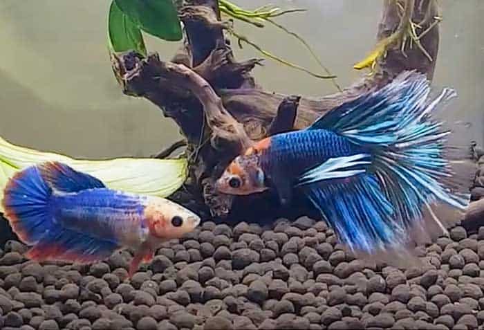 How To Put A Male And Female Betta Together
