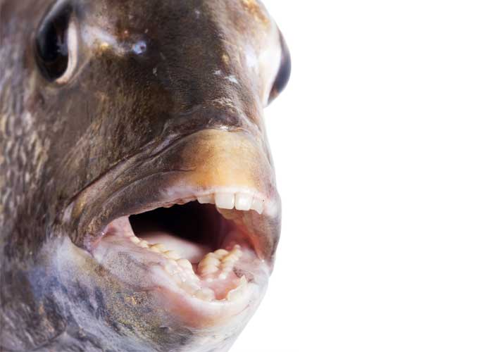 The Sheepshead Fish Has Human Looking Teeth