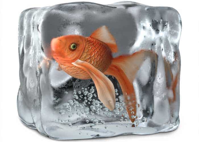 Water Temperature For Goldfish