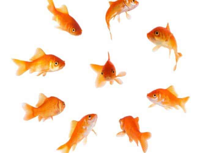 Why Is My Fish Swimming In Circles (8 Common Causes)