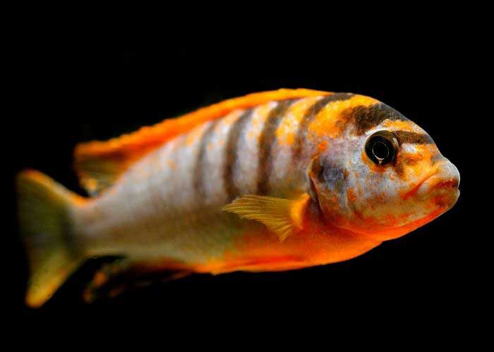 African Cichlids Prefer High Alkaline Levels