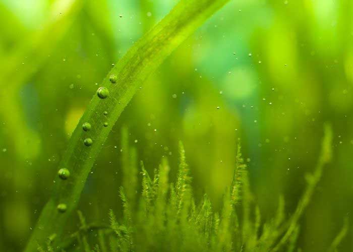 An Algae Bloom can cause green cloudy water.