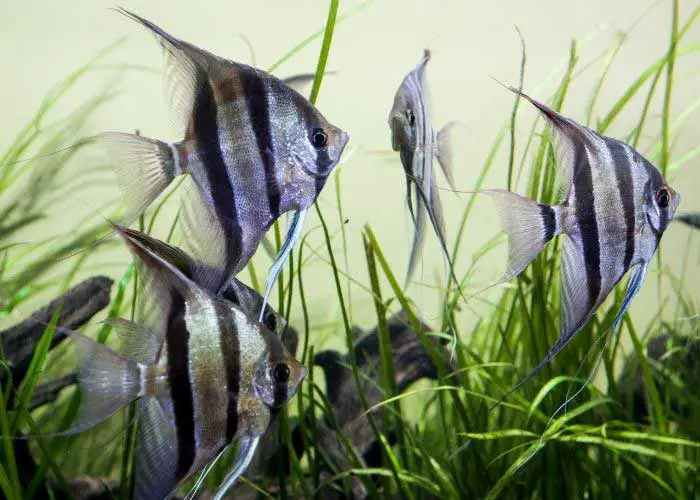 How Big Do Angelfish Get (Top tips for healthy growth)