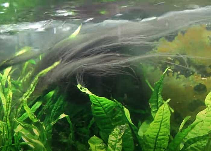 How To Clean Algae Off Aquarium Plants