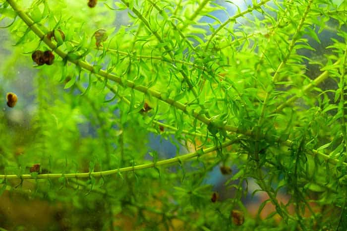 How To Clean Aquarium Plants Of Snails
