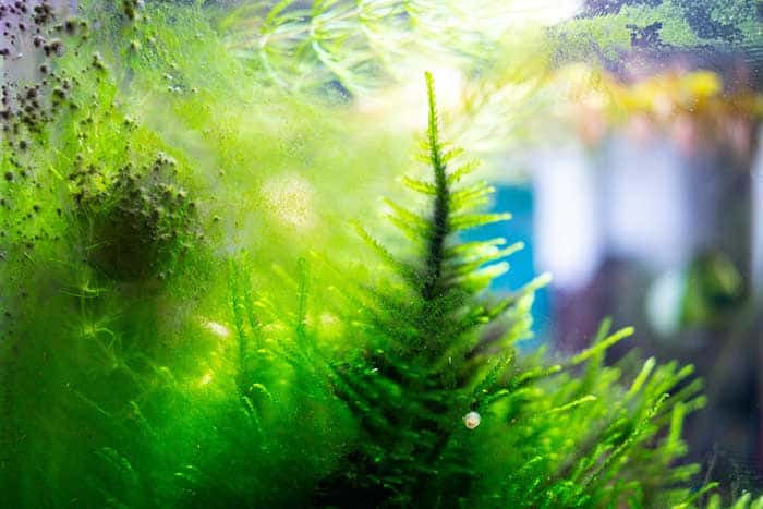 how to clean aquarium plants