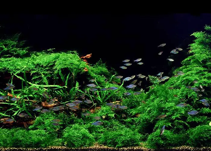 How To Clean Java Moss In Aquarium