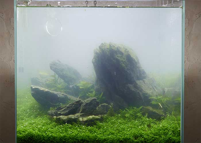 Why Is My Fish Tank Cloudy After Water Change (& Solutions)