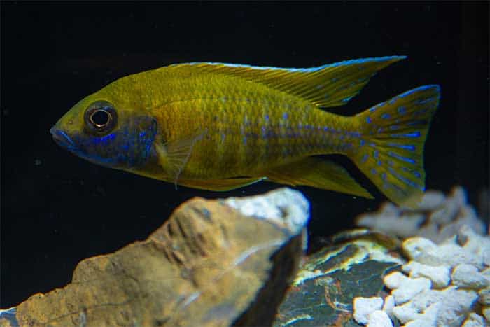 Yellow Peacock Cichlid From The Alkaline Waters Of Malawi Lake (East Africa)