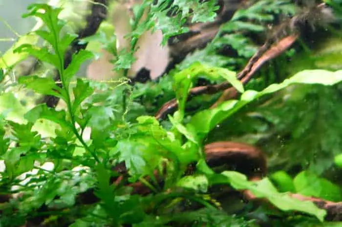 how to attach african water fern to driftwood and rock