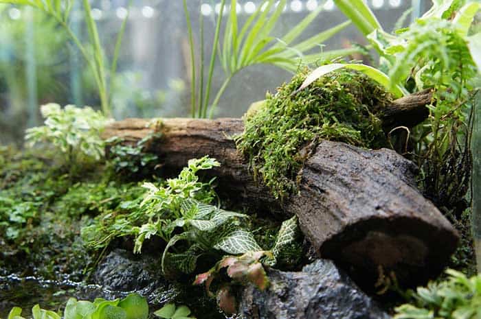 aquarium plants that grow on rocks and driftwood