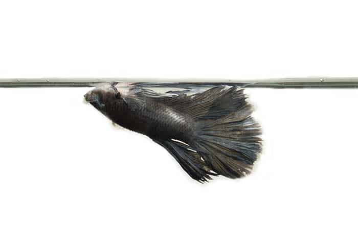 Betta Fish Behavior Before Death (Signs your fish is dying)