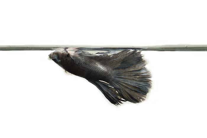 Betta Fish Behavior Before Death