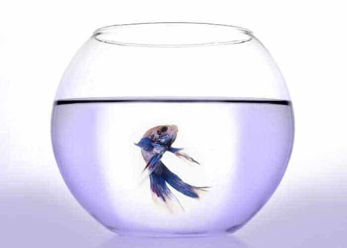How Big Should A Betta Fish Tank Be (For optimal health) 4 Do Bettas Like Small Tanks