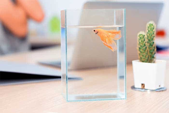 How Big Should A Betta Fish Tank Be (For optimal health)