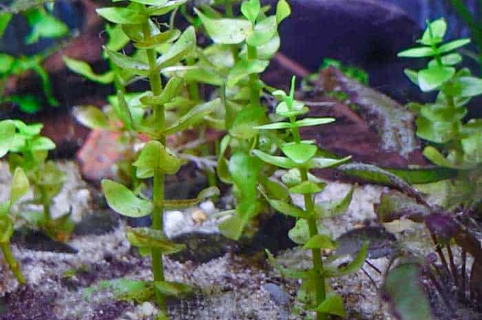 How To Attach Moneywort To Driftwood And Rock