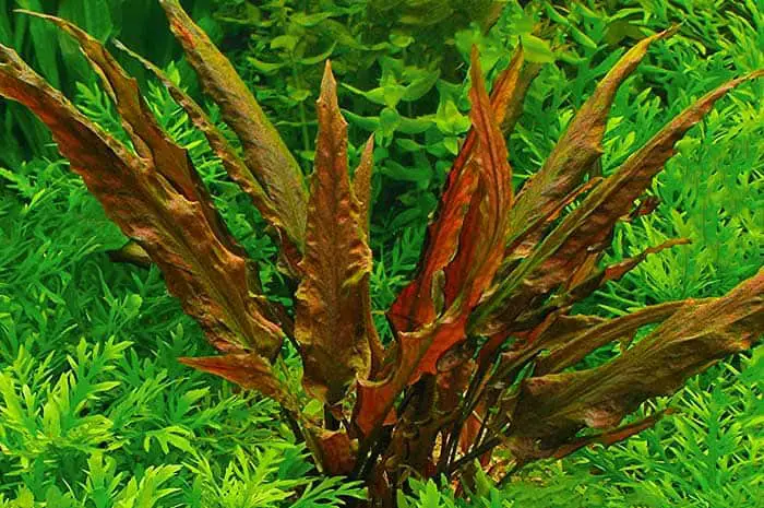 How To Attach Cryptocoryne Wendtii To Driftwood And Rock